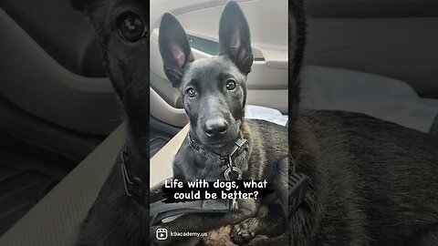 Life with dogs #malinoislovers #traineddogs #yourdog #dogtraining