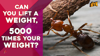Do You Know These Antics of Ants ? *