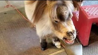 Miniature horse playing around with leaf blower