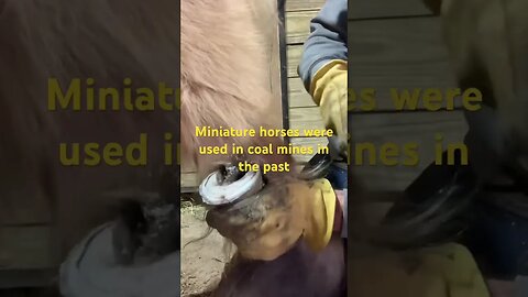 Rasping foundered mini hoof #hooftrimming #farrier #horse #barefoothorse #asmr #dad #asmrsounds