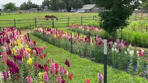 Taking care of plants in excessive heat