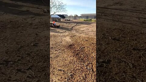 Nubian Goats and Chickens are fed and happy!