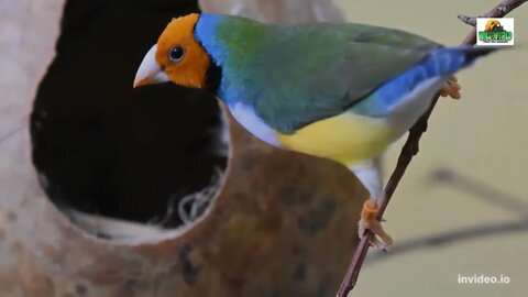 Amazing Gouldian Finch Facts