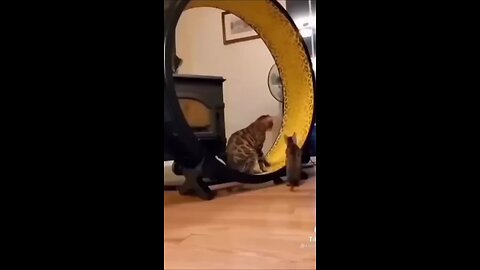 so cute cat funny video 📸