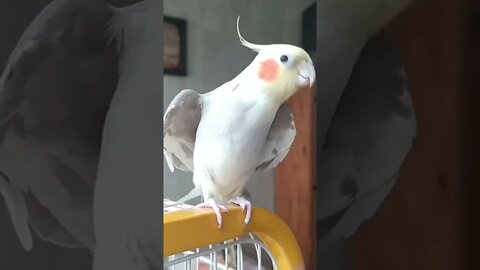 Whistle Star Parrot 🦜| Cute Pets #Shorts #Entertainment #Funnyvideo #Infinitepets