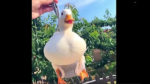 Best duck fun video funny Duck fanny video