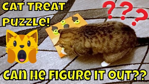 Funny Cat Puzzle Video. Can He Figure it Out?