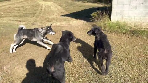 Walking The Dogs 🐾 Early Fall Sunday Morning