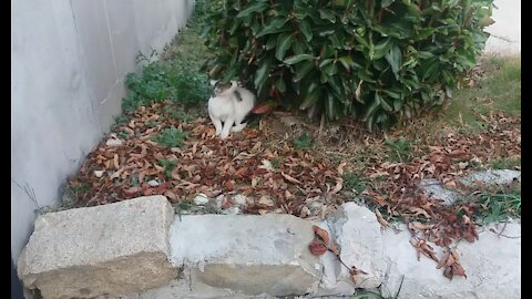 A kitten looking around a flower bed(60day old cat - part1)