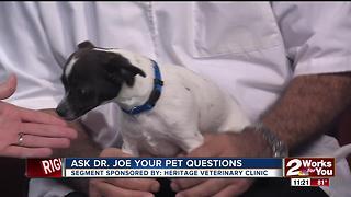 Dr. Joe visits midday to answer your pet health questions