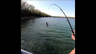 Trout Catch