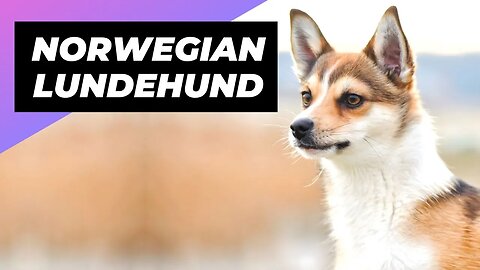 Norwegian Lundehund 🐶 A Rare Dog Breed with 6 Toes!