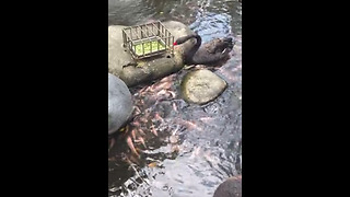 Black Swan Helps Feed The Koi Fish