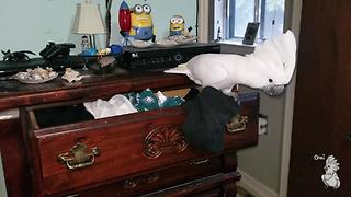 Cockatoo Leaves a Shocking Surprise On the Laundry
