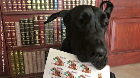 Great Dane Resembles New Scooby Doo US Postage Stamps