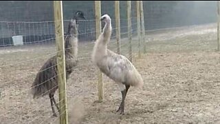 Rare white emu struts its stuff in Florida