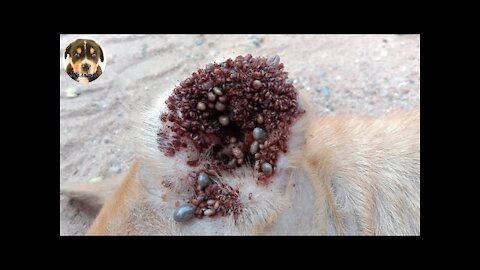 Removing 10000 Big Ticks From Dog's Ear Dog Ticks Removing | Help Animals