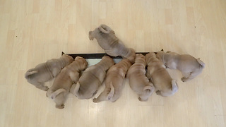 Shar Pei Puppies Drink A Whole Gallon Of Milk In Only Two Minutes