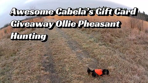 Ollie & I Pheasant Hunting