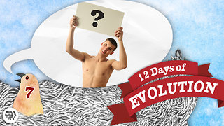 Why Do Men Have Nipples? - 12 Days of Evolution #7