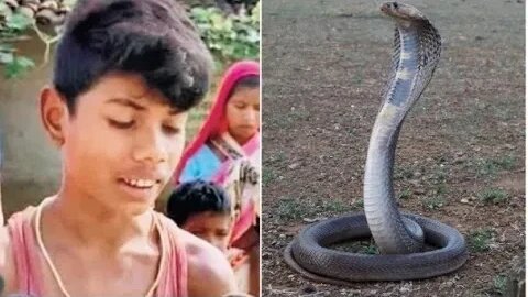 Cobra dies after being bitten by eight-year-old boy in India.