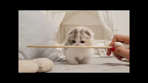 cute kitten videos short leg cat- Mischannels