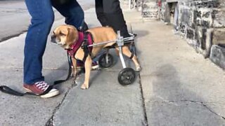 Handikappet hund går for første gang ved bruk av rullestol