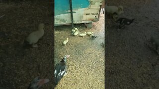 Mother Duck and the Ducklings, eating and drinking