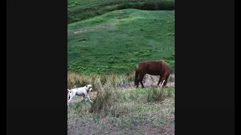 Dog plays with sticks and hangs out with the horses