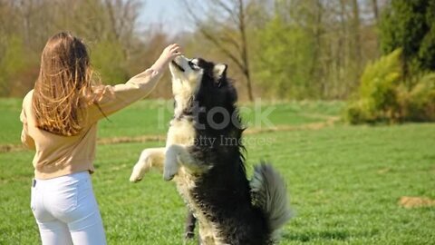 Girl feeding pet dog while brother is adjusting string stock video