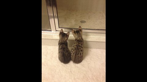 Richard Parker and Basil as Baby Bengal Kittens