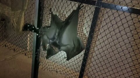 Nighttime Antics When Putting Food Out In Jeannie's Bat Aviary - Behind The Scenes Working With Bats