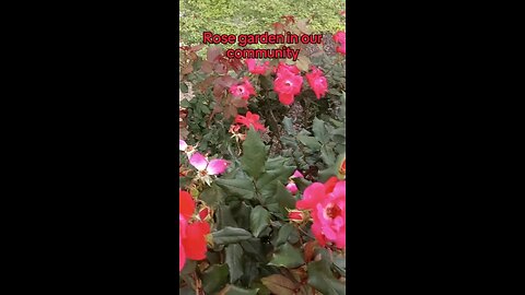 USA 🇺🇲 Rose garden in my community 💕