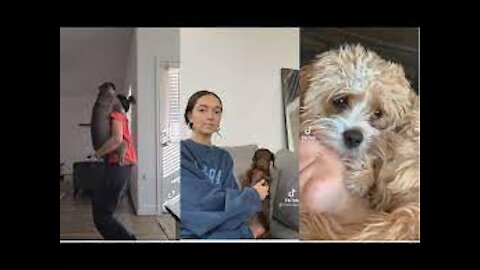 Show me your pet is Clingy without Telling me | TikTok Challenges