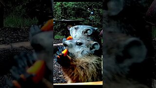 Groundhog wants her Camera Close Up #animals #funnyanimals #shorts