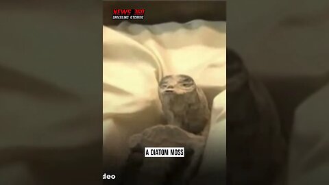VIDEO: UFO expert Jaime Maussan displays 1,000 year old 'alien' corpses in Mexico's parliament