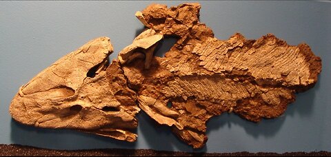 Pegadas polonesas causam problemas no Tiktaalik.