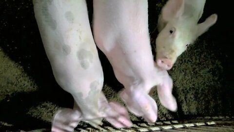 Cute pigs in a cage at eco-farm. Pigs in an iron cage at farm, top view. Animals care concept