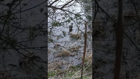 Common moorhen looking for food