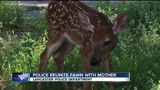 Lancaster Police rescue fawn hit by car
