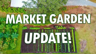 Market Garden Success @ Sandhill Farm! (Fall Update)