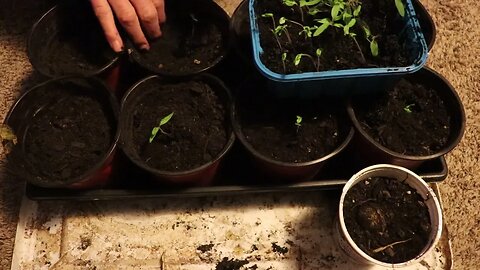 Indoor Tomato Starts