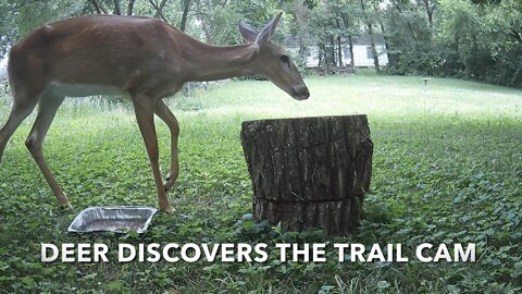 Deer Discovers The Trail Cam