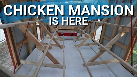 Lamb Is In The Freezer | Culling of the Bielefelder Roosters | The Mobile Chicken Mansion Is Done!