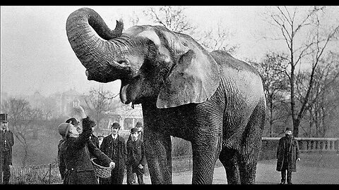 The infamous story of what happened to Mary the Sparks Circus Elephant