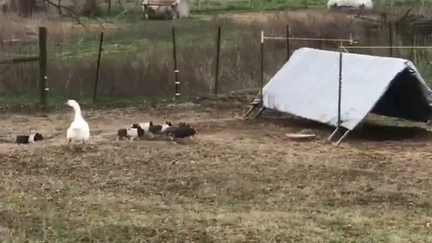 A Duck Herds Pigs Under A Tent