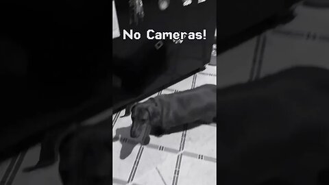 Little Weenie Dog Wants No Cameras! #dachshund #dogs #dogreaction #dogshorts #funny #smalldog #viral