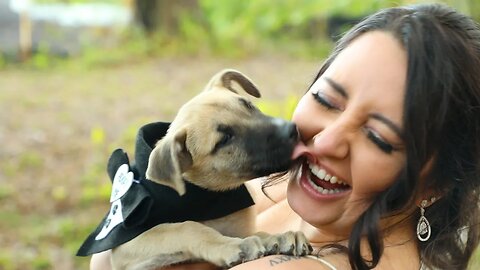 Canine Wedding Crashers in Sarasota, Florida - Gracie & 4 Puppies