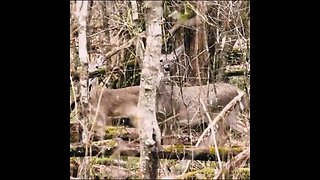 Deer in the woods