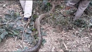 Enorm orm fångad i Vietnam